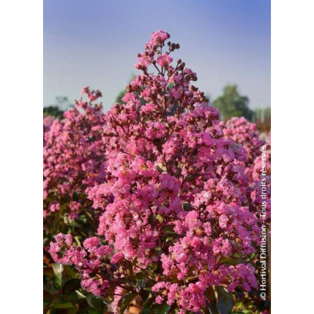 LAGERSTROEMIA RHAPSODY IN PINK