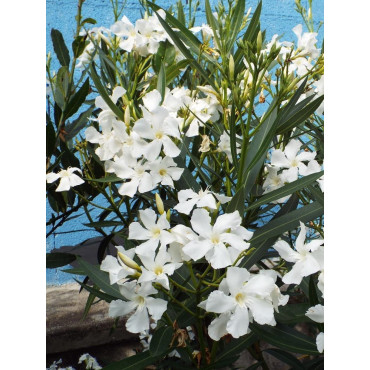 NERIUM oleander BLANC