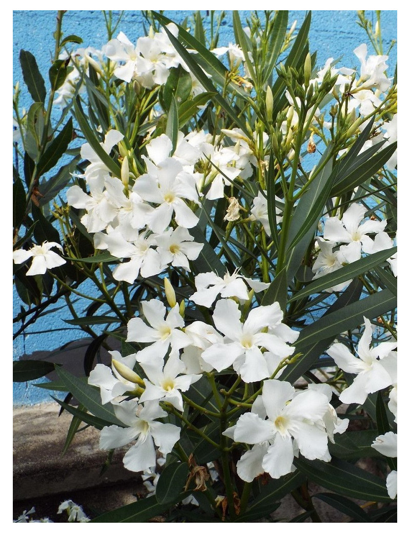 NERIUM oleander BLANC