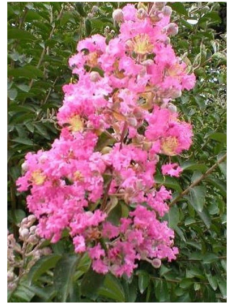 LAGERSTROEMIA ROSE