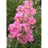 LAGERSTROEMIA ROSE