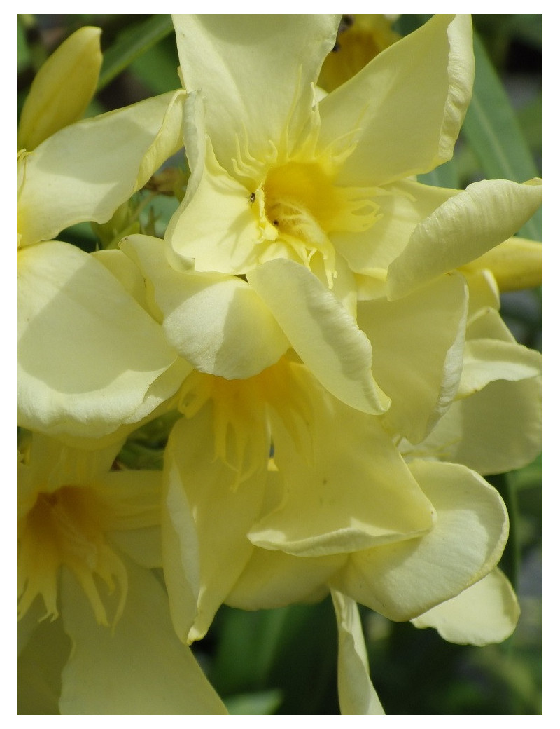 NERIUM oleander JAUNE