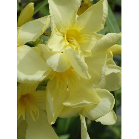 NERIUM oleander JAUNE