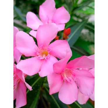 NERIUM oleander ROSE