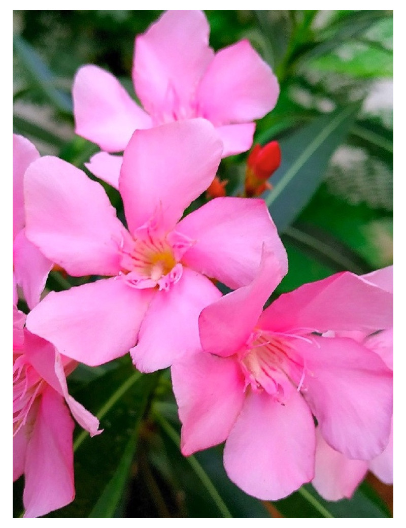 NERIUM oleander ROSE