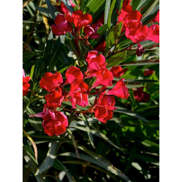 NERIUM oleander ROUGE