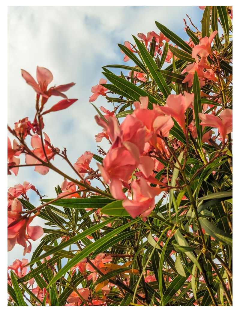 NERIUM oleander SAUMON