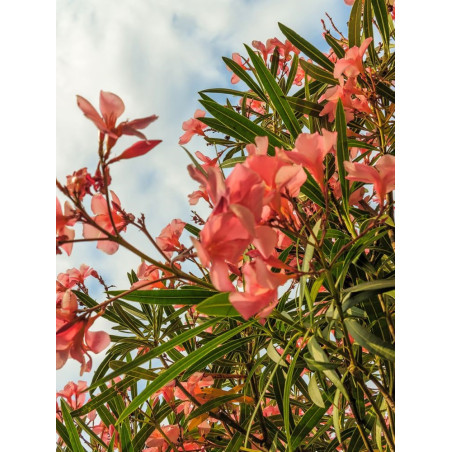 NERIUM oleander SAUMON