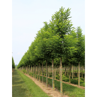 ROBINIA pseudoacacia BESSONIANA