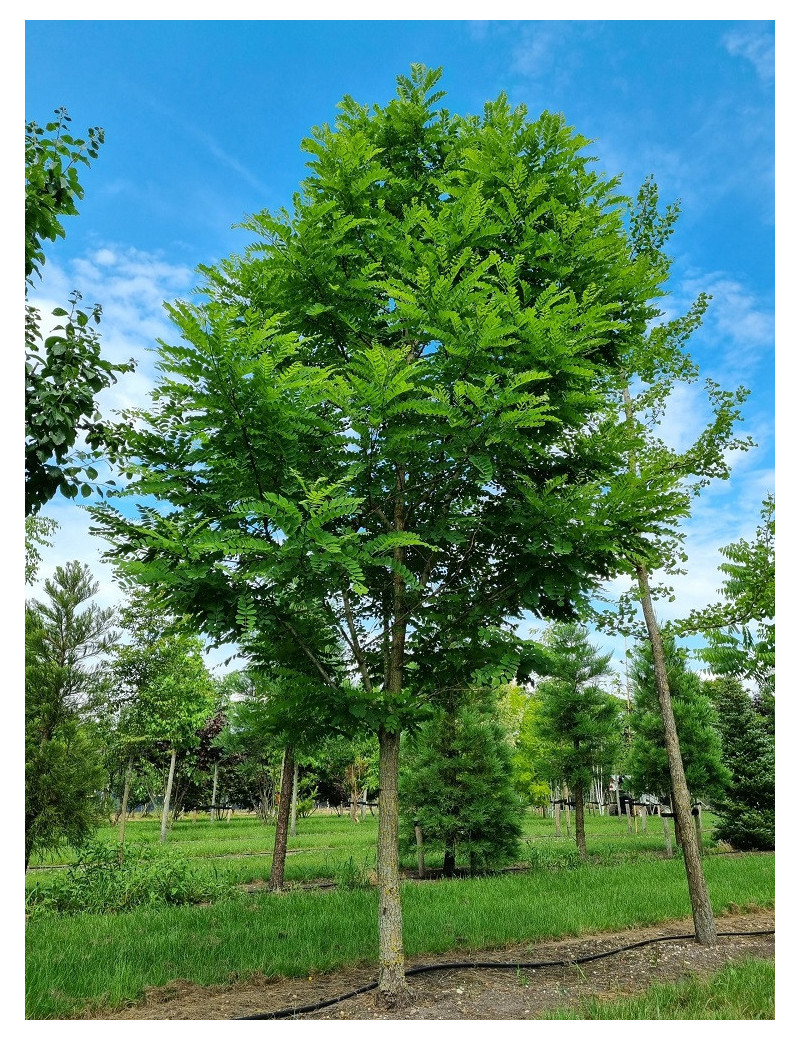 ROBINIA pseudoacacia BESSONIANA