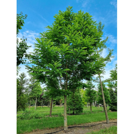 ROBINIA pseudoacacia BESSONIANA