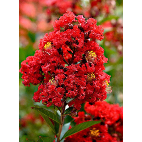 LAGERSTROEMIA ROUGE