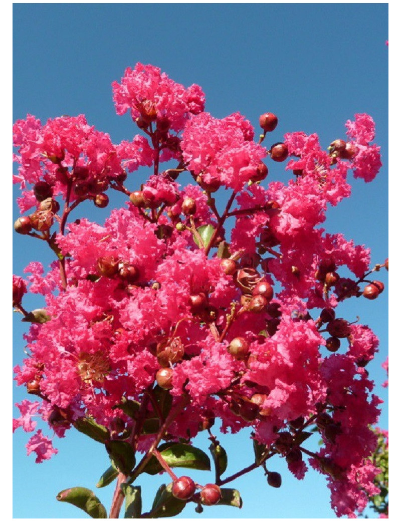 LAGERSTROEMIA SAINT EMILION