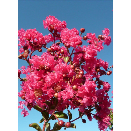 LAGERSTROEMIA SAINT EMILION