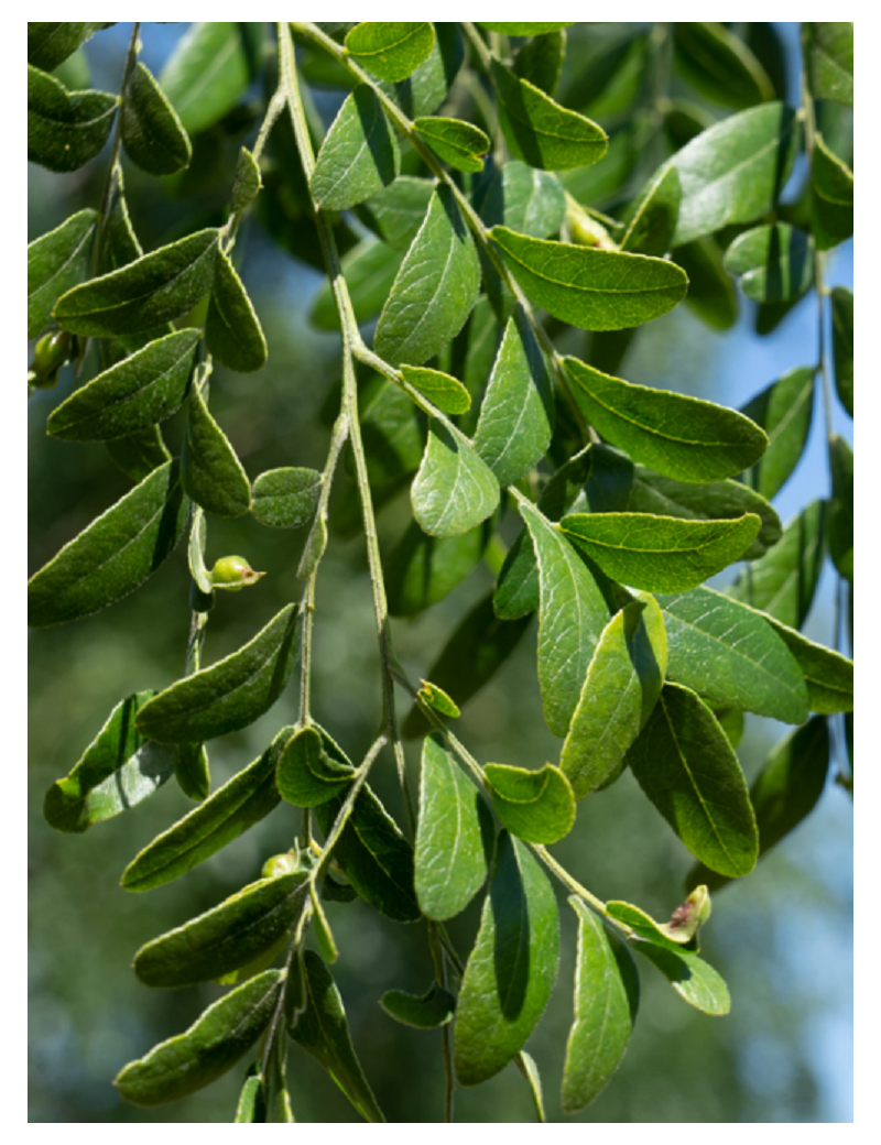 GLEDITSIA triacanthos STREET KEEPER