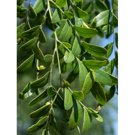 GLEDITSIA triacanthos STREET KEEPER