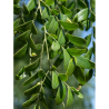 GLEDITSIA triacanthos STREET KEEPER