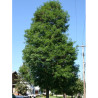 GLEDITSIA triacanthos STREET KEEPER