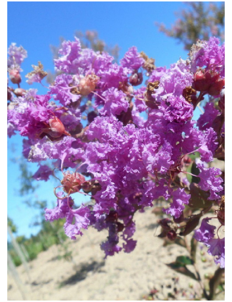 LAGERSTROEMIA TERRE CHINOISE