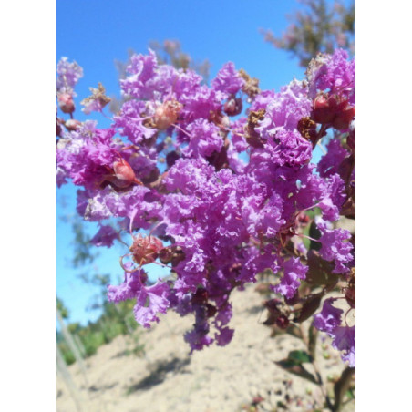 LAGERSTROEMIA TERRE CHINOISE