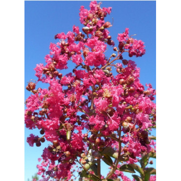 LAGERSTROEMIA YANG TSE