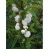 PRUNUS glandulosa ALBA PLENA