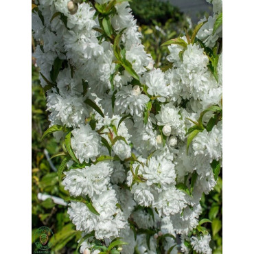 PRUNUS glandulosa ALBA PLENA