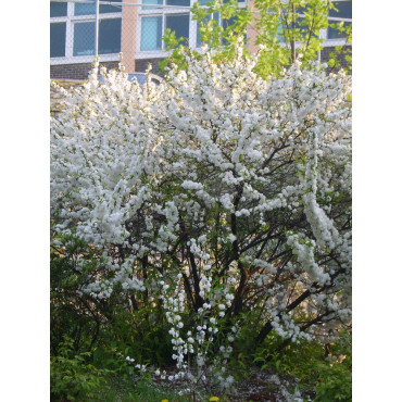 PRUNUS glandulosa ALBA PLENA