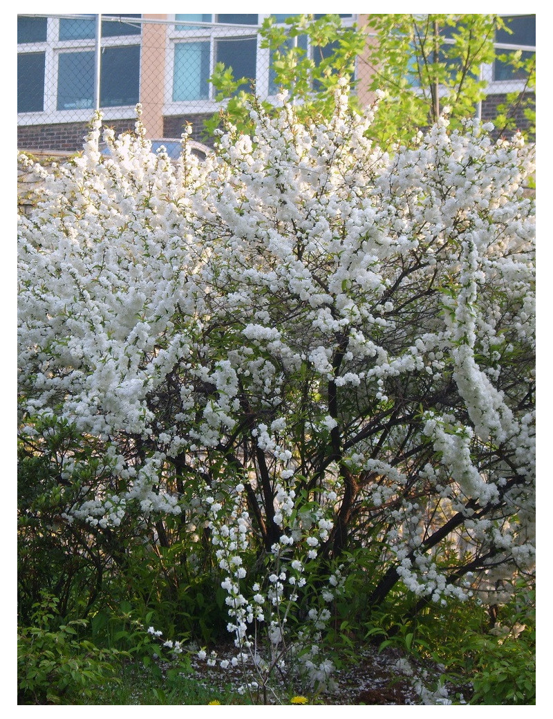 PRUNUS glandulosa ALBA PLENA