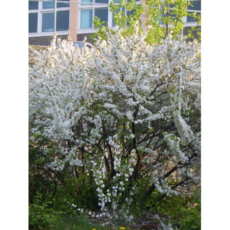 PRUNUS glandulosa ALBA PLENA