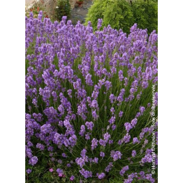 LAVANDULA angustifolia DWARF BLUE