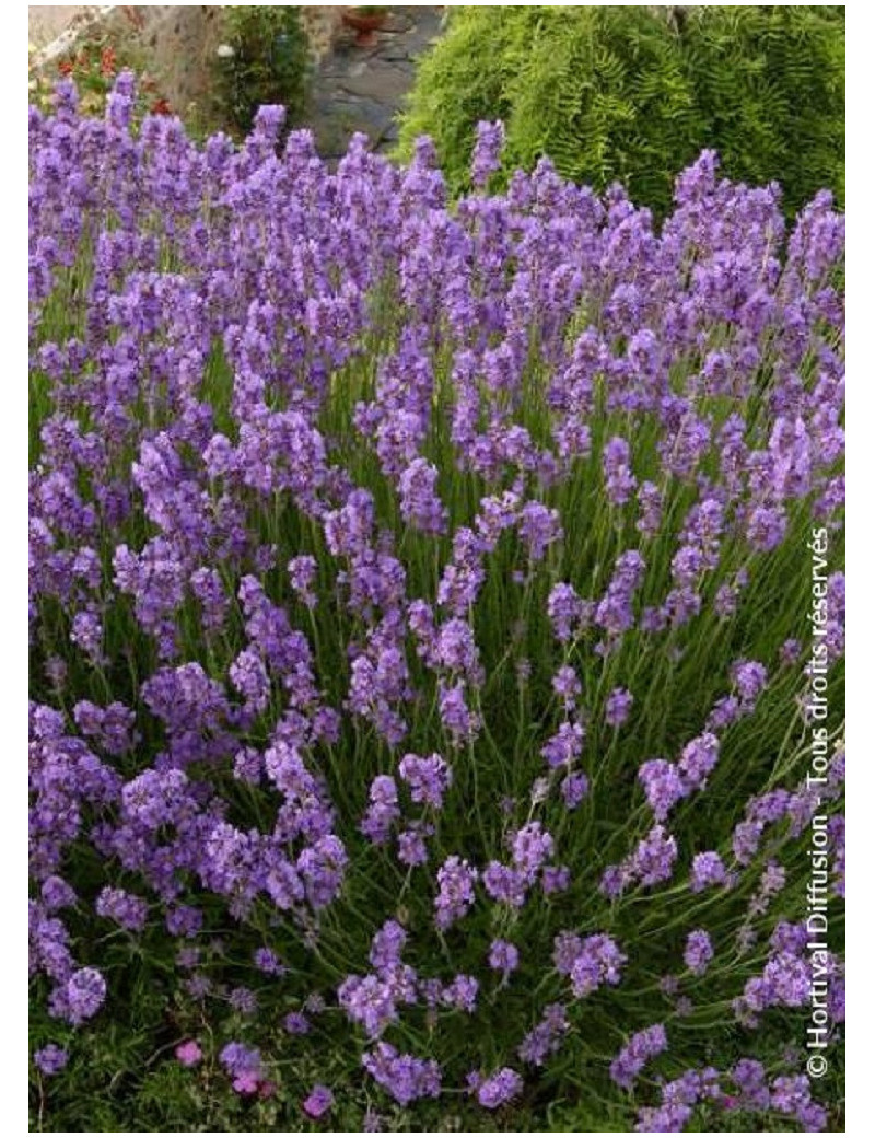 LAVANDULA angustifolia DWARF BLUE