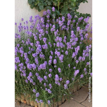 LAVANDULA angustifolia DWARF BLUE