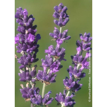 LAVANDULA angustifolia DWARF BLUE