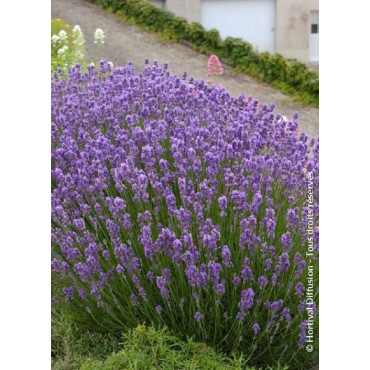 LAVANDULA angustifolia DWARF BLUE