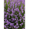 LAVANDULA angustifolia DWARF BLUE