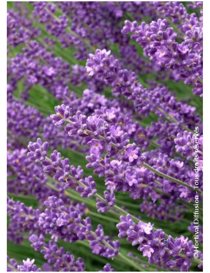 LAVANDULA angustifolia HIDCOTE