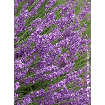 LAVANDULA angustifolia HIDCOTE