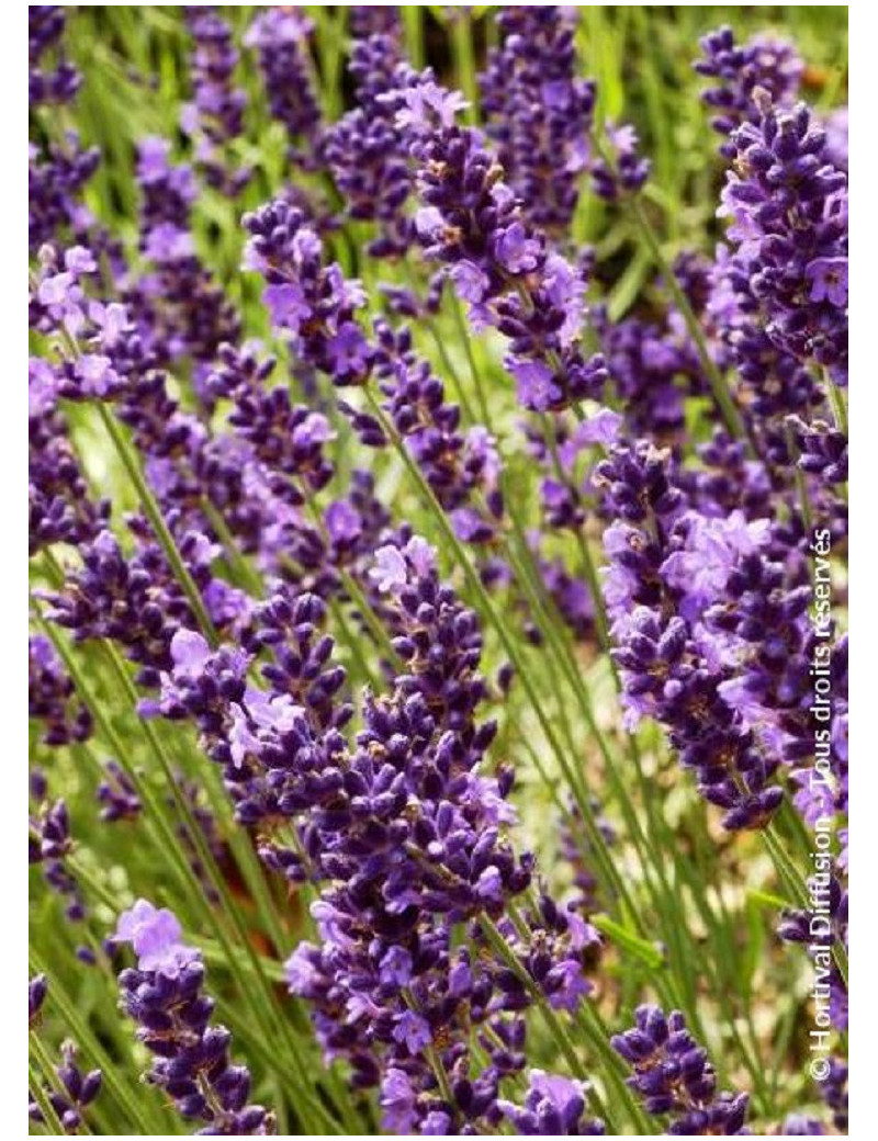 LAVANDULA angustifolia TWICKEL PURPLE