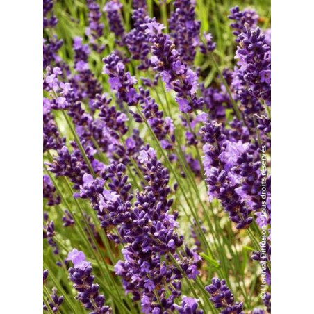 LAVANDULA angustifolia TWICKEL PURPLE