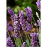 LAVANDULA angustifolia TWICKEL PURPLE