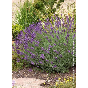 LAVANDULA angustifolia TWICKEL PURPLE