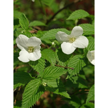 RHODOTYPOS scandens