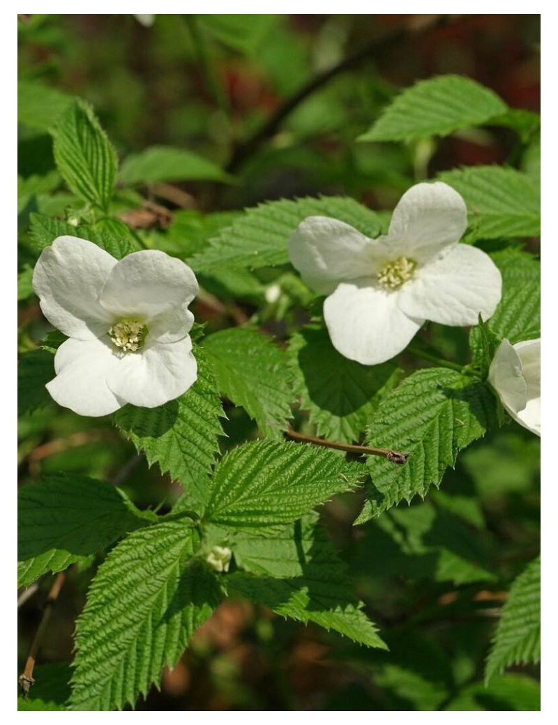 RHODOTYPOS scandens