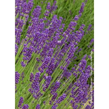 LAVANDULA DUTCH