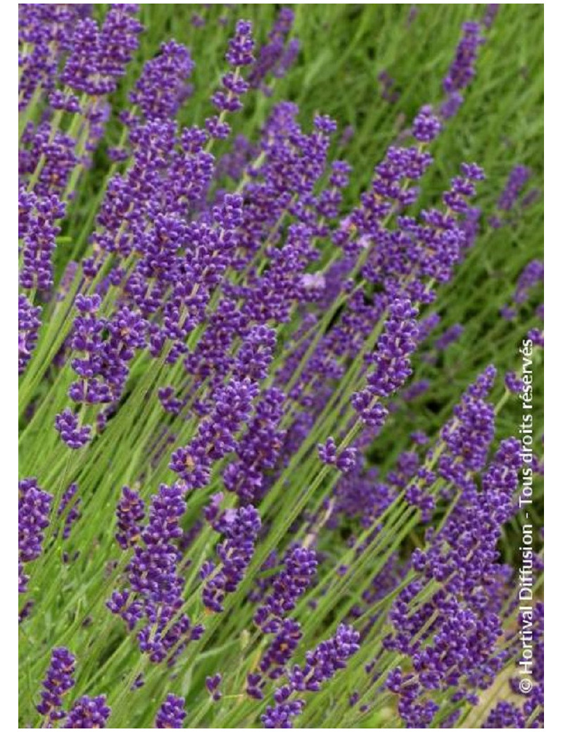 LAVANDULA DUTCH