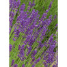 LAVANDULA DUTCH