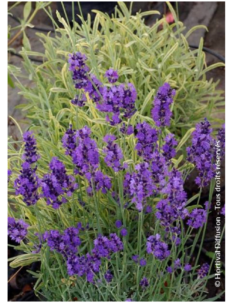 LAVANDULA HEAVENLY BLUE