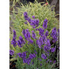 LAVANDULA HEAVENLY BLUE