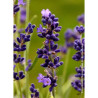 LAVANDULA HEAVENLY BLUE